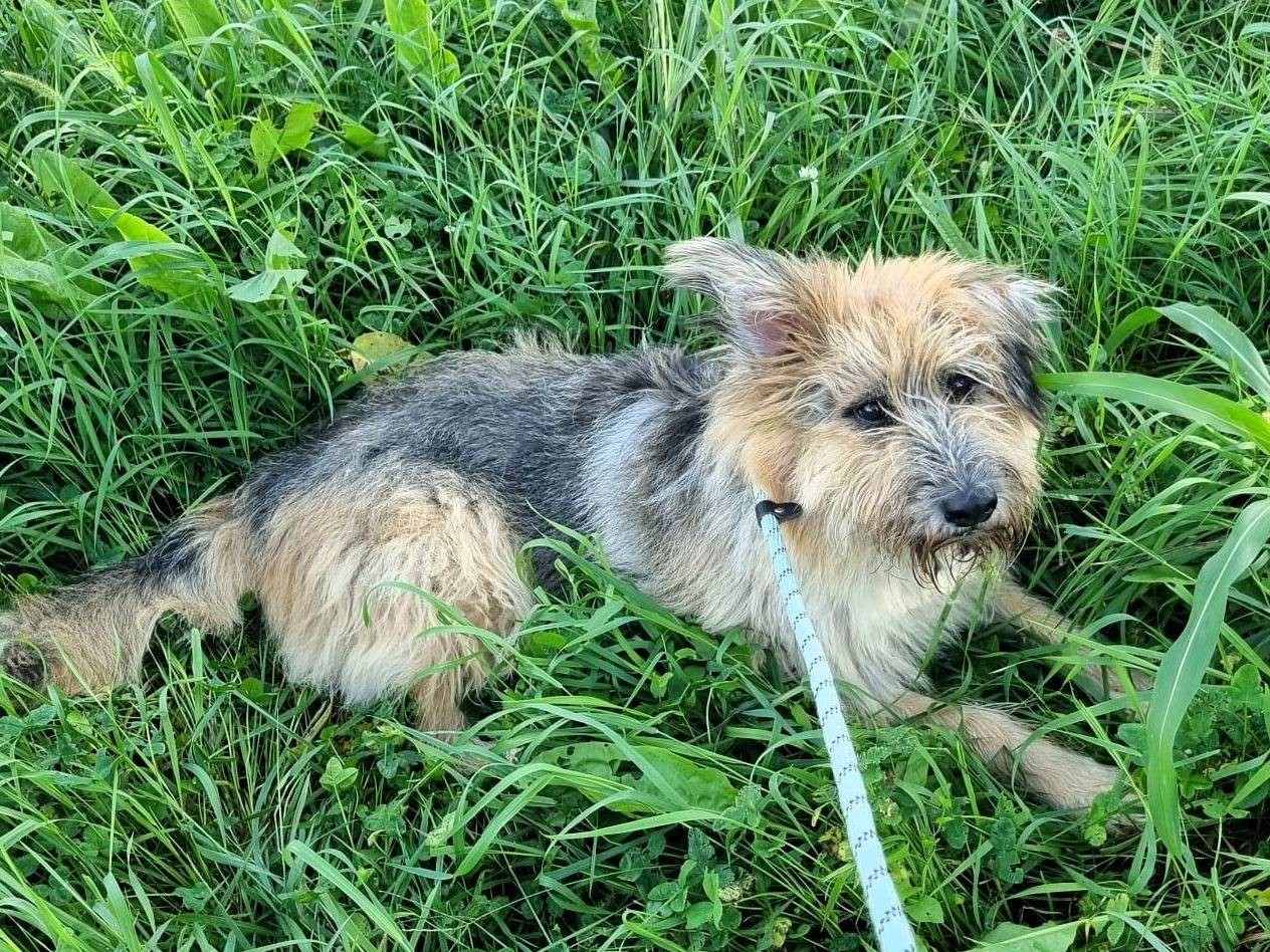 Adotta un cane, maschio, 7 anni e 10 mesi, Milano