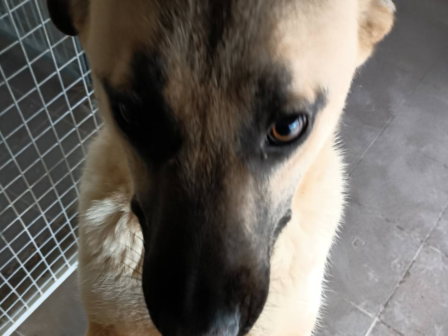 Adozione cane, femmina, Razza sconosciuta Razza sconosciuta, 1 anno e 4 mesi, taglia media, Potenza