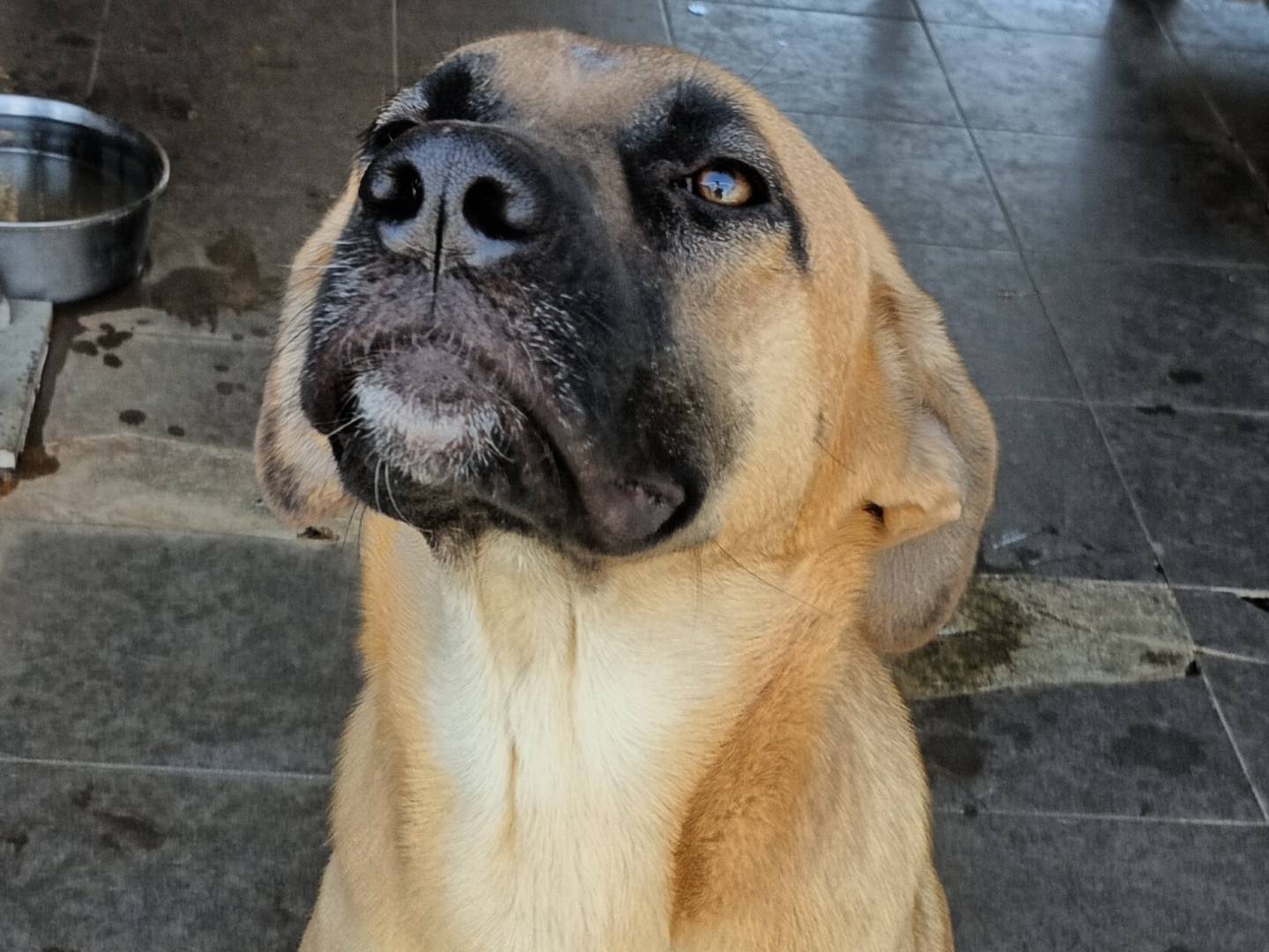 Adotta un cane, femmina, 1 anno e 4 mesi, Potenza