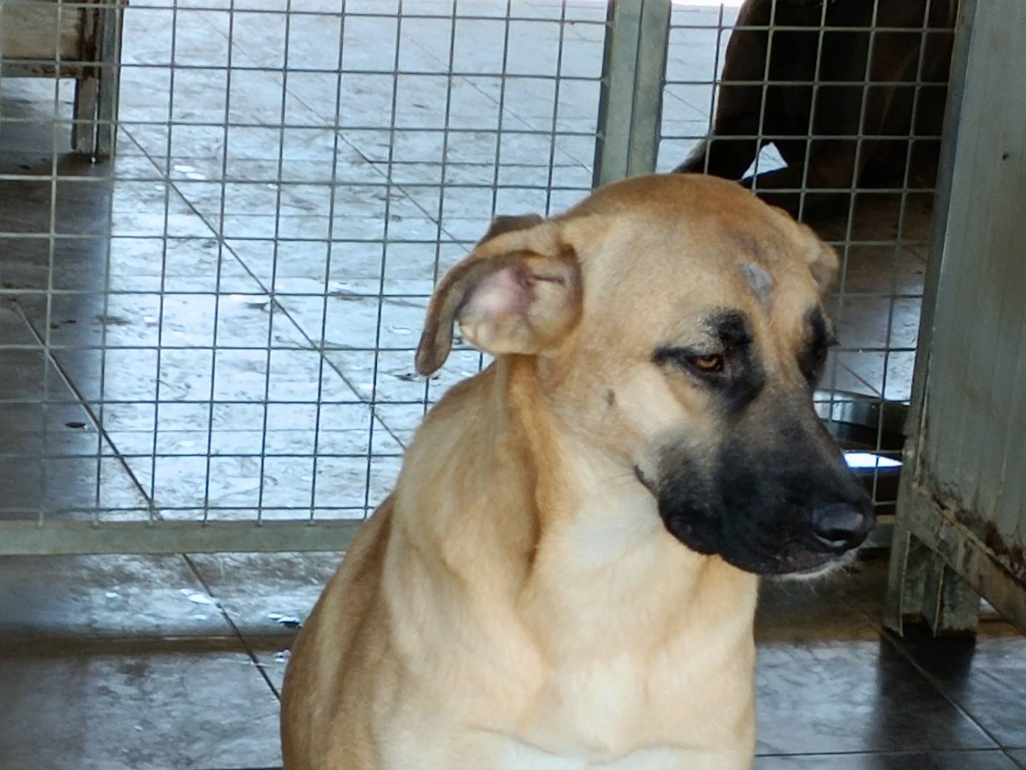 Adotta un cane, taglia media, femmina, Potenza