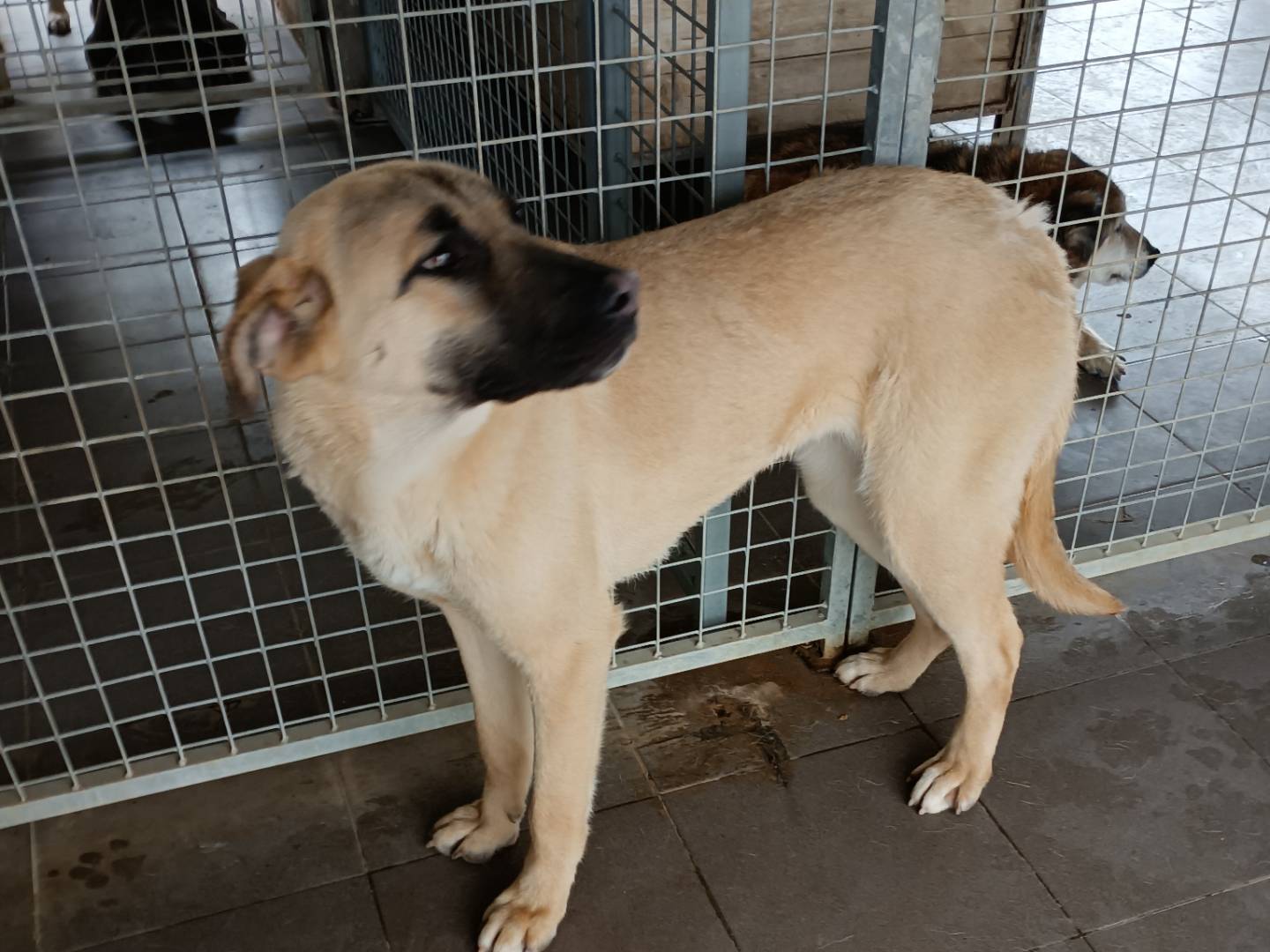 Vuoi adottare un cane a Potenza?