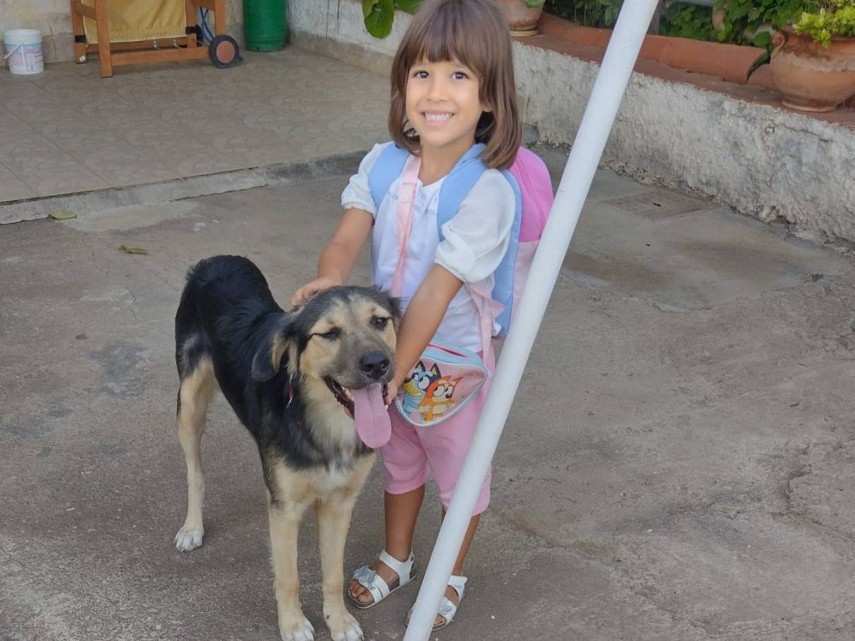 Adozione cane, maschio, Razza sconosciuta Pastore tedesco, 8 mesi, taglia media contenuta, Catania