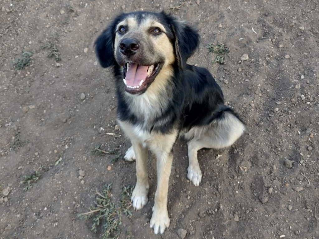 Adotta un cane, taglia media contenuta, maschio, Catania