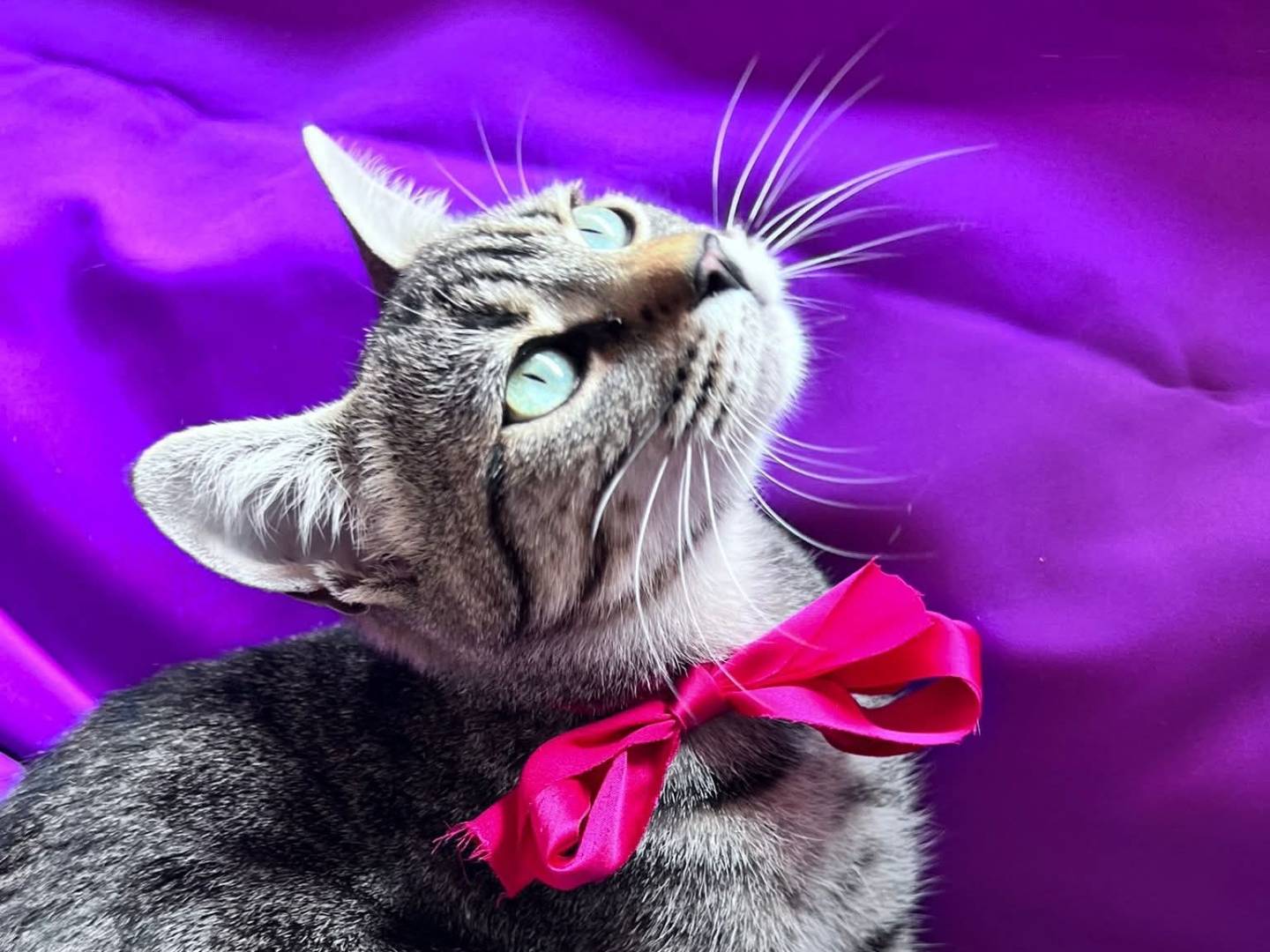 Vuoi adottare un gatto a Bari?