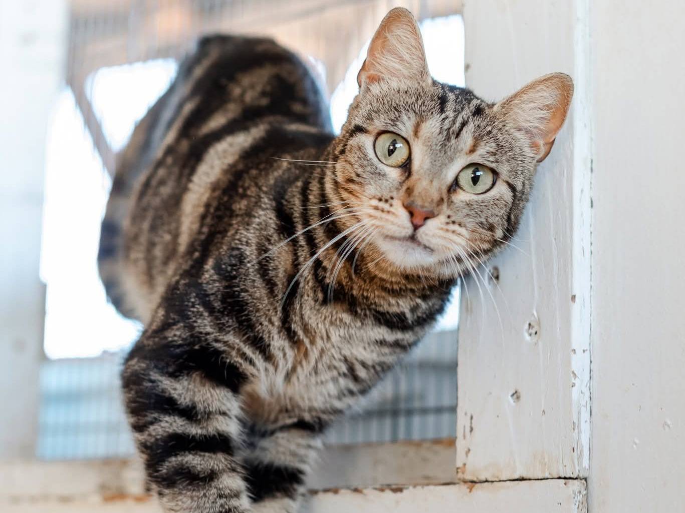 Adozione gatto, femmina, Razza sconosciuta Razza sconosciuta, 2 anni e 6 mesi, taglia non valida, Bari