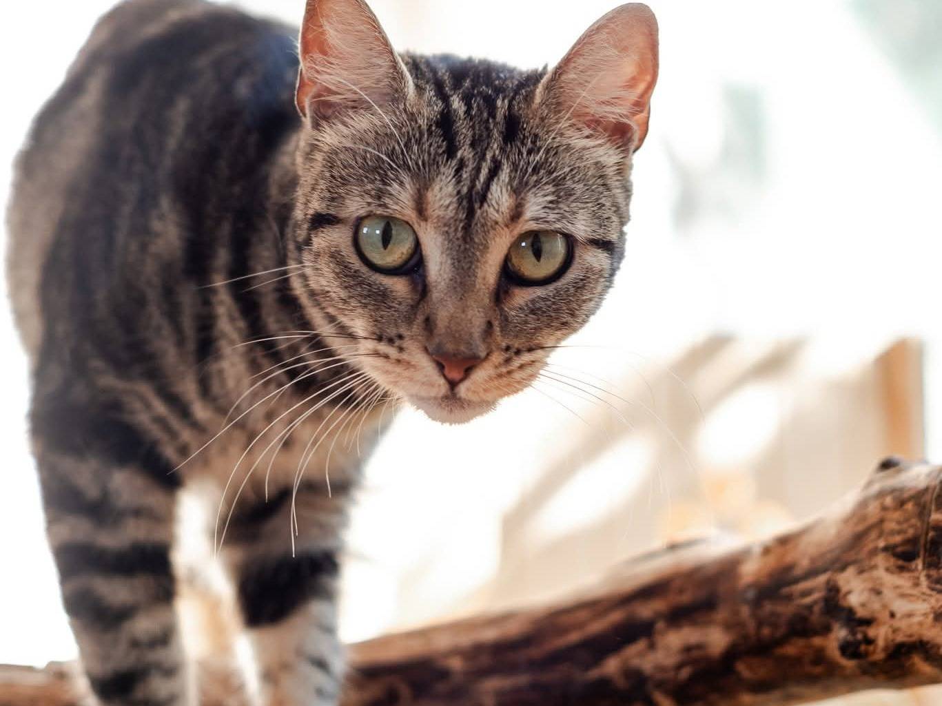 Adotta un gatto, femmina, 2 anni e 6 mesi, Bari