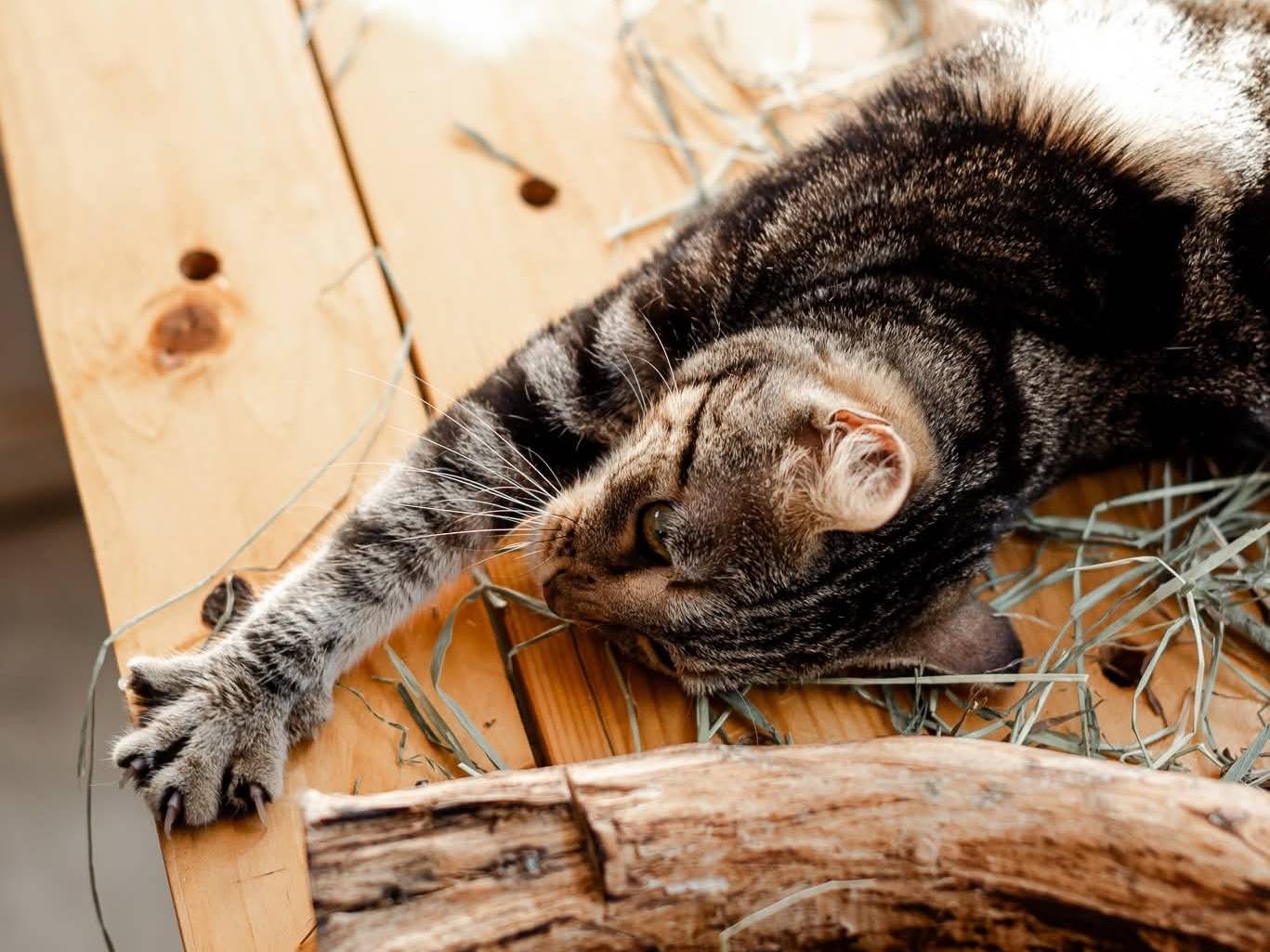 Adotta un gatto, taglia non valida, femmina, Bari