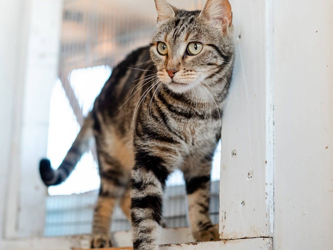 Vuoi adottare un gatto a Bari?