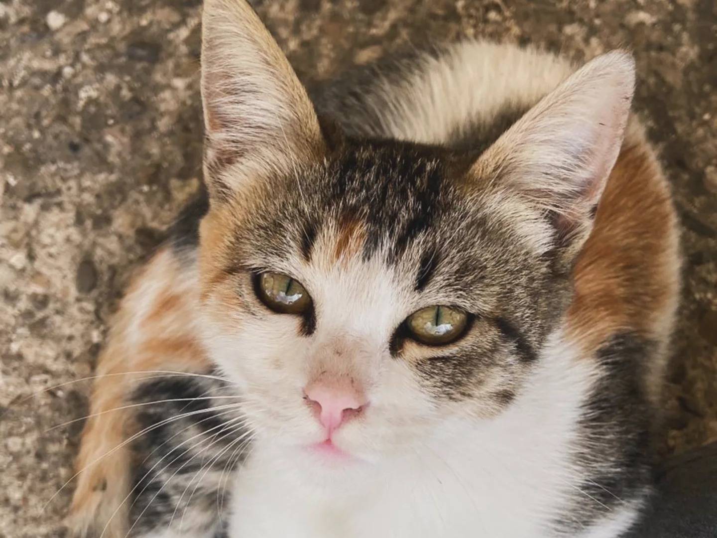 Adozione gatto, femmina, Razza sconosciuta Razza sconosciuta, 4 mesi, taglia non valida, Avellino