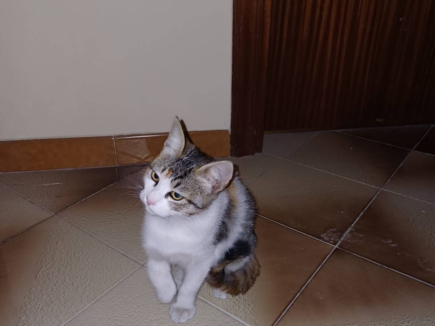 Adotta un gatto, femmina, 4 mesi, Avellino