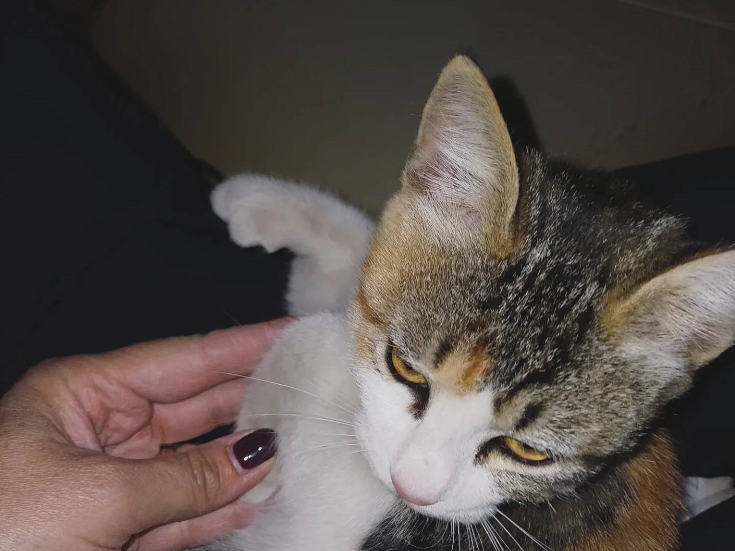 Adotta un gatto, taglia non valida, femmina, Avellino