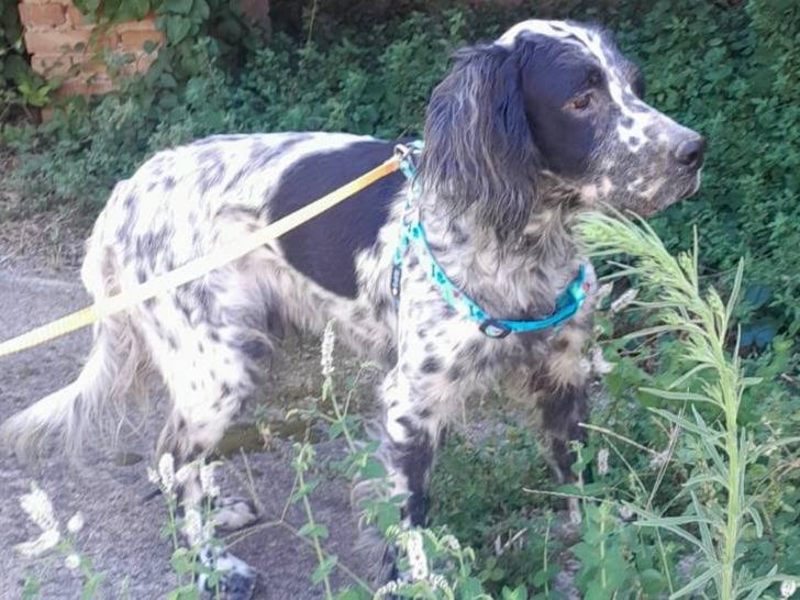 Adozione cane, femmina, Setter Inglese Razza sconosciuta, 1 anno e 11 mesi, taglia media, Genova