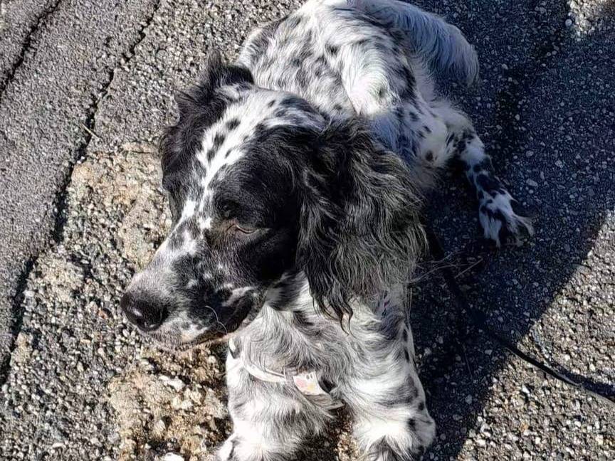 Adotta un cane, femmina, 1 anno e 11 mesi, Genova