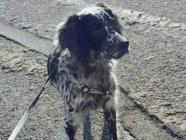 Adotta un cane, taglia media, femmina, Genova