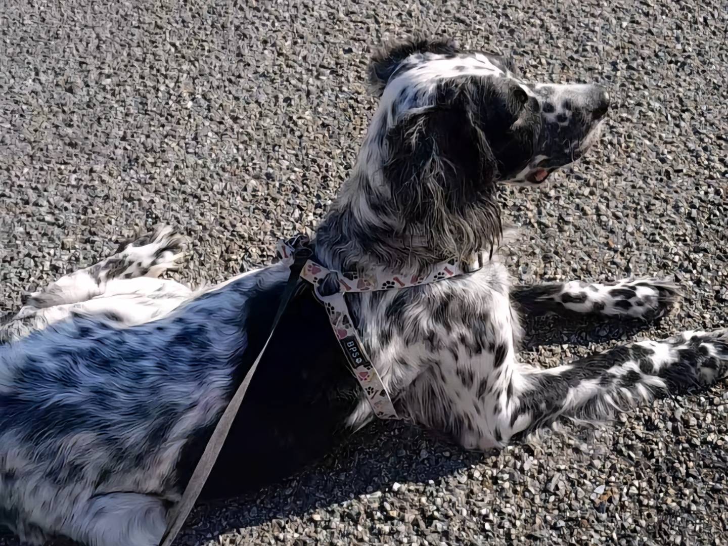 Vuoi adottare un cane a Genova?