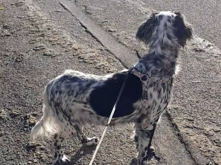 Adotta il cane UNA FAMIGLIA PER PERLA a Genova