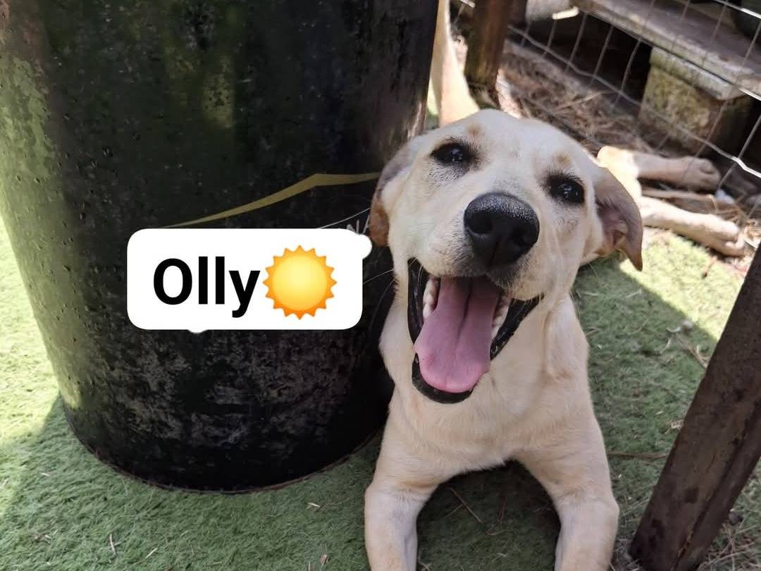 Adozione cane, maschio, Razza sconosciuta Razza sconosciuta, 8 mesi, taglia media, Crotone