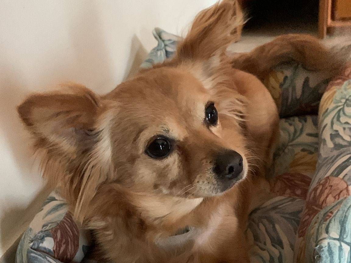 Adozione cane, femmina, Volpino di Pomerania Razza sconosciuta, 5 anni e 5 mesi, taglia piccola, Monza