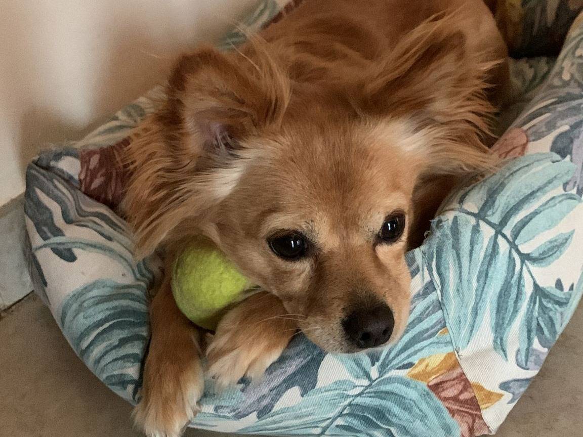 Adotta un cane, femmina, 5 anni e 5 mesi, Monza