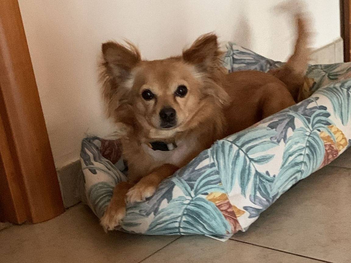 Adotta un cane, taglia piccola, femmina, Monza