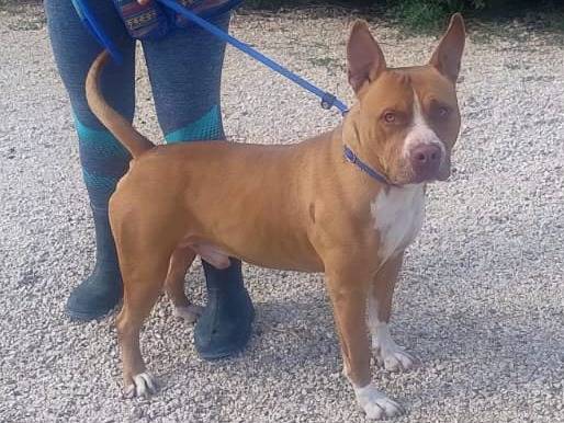 Adozione cane, maschio, Amstaff Amstaff, 2 anni e 1 mese, taglia media, Milano