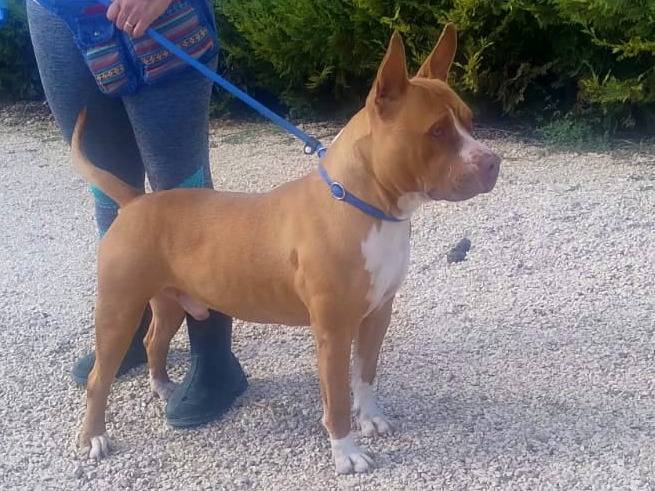 Adotta un cane, maschio, 2 anni e 1 mese, Milano