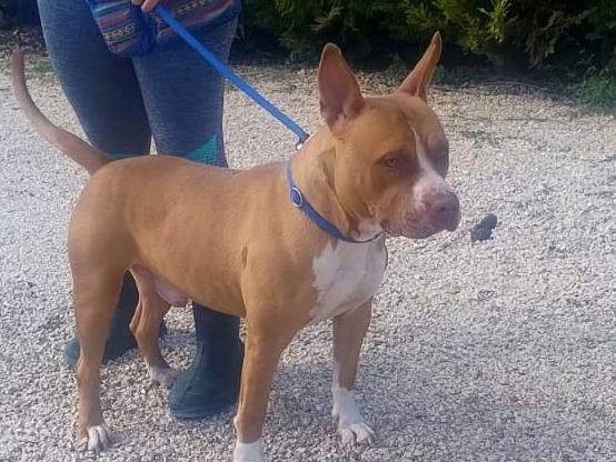 Adotta un cane, taglia media, maschio, Milano