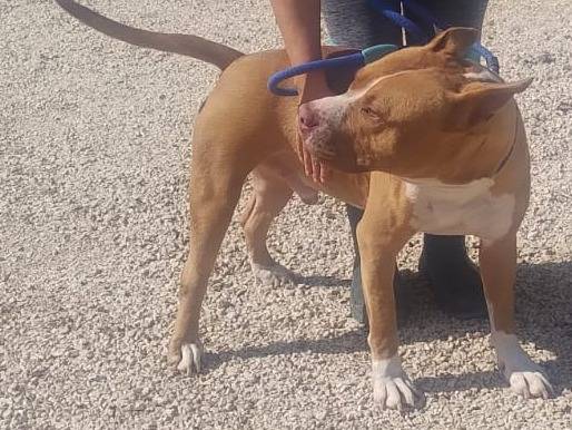 Vuoi adottare un cane a Milano?