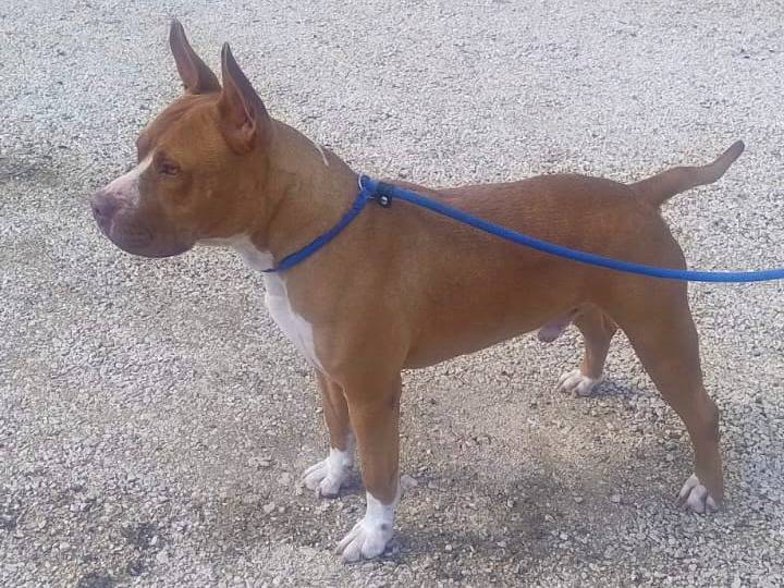 Adotta il cane Ettore a Milano