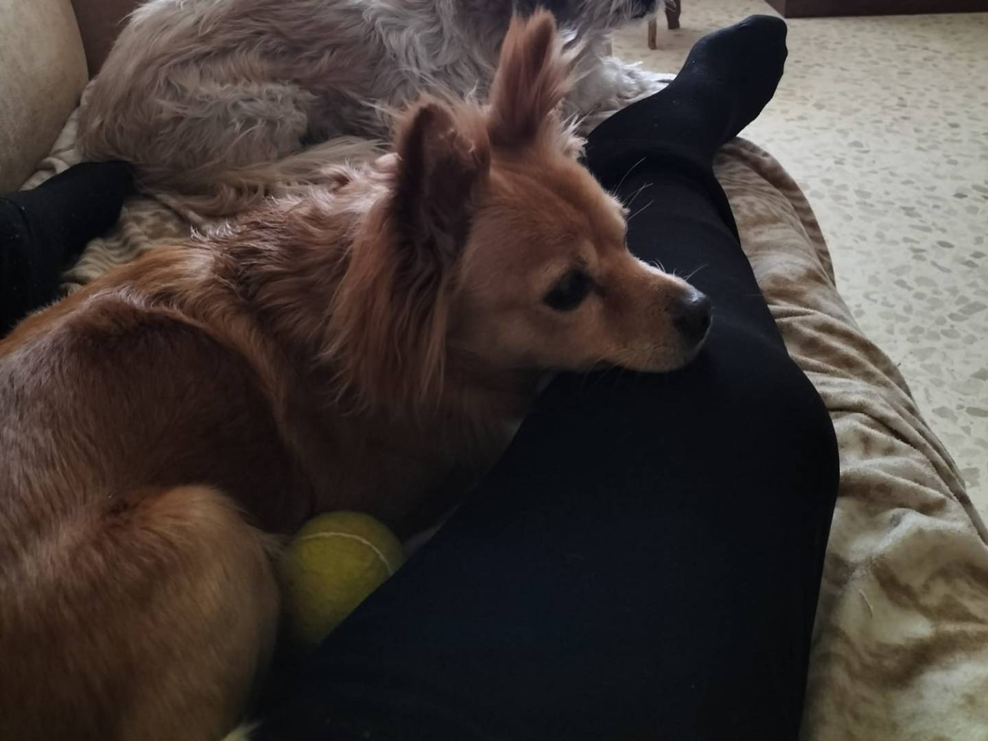 Vuoi adottare un cane a Monza?