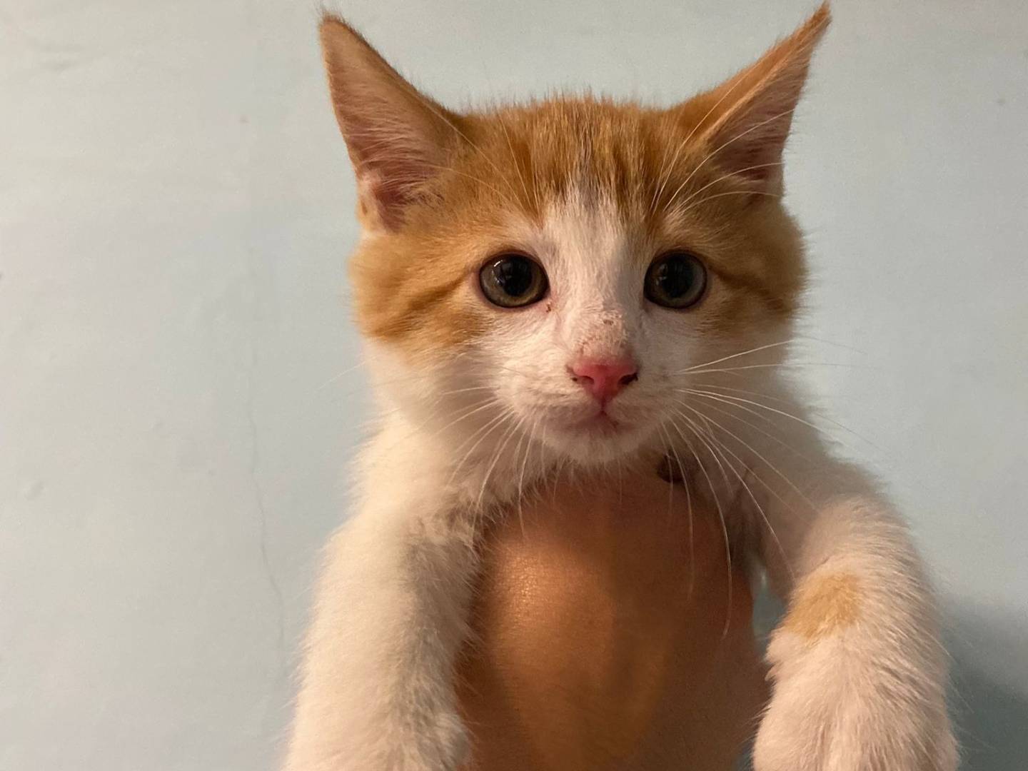 Adozione gatto, maschio, Razza sconosciuta Razza sconosciuta, 3 mesi, taglia non valida, Asti