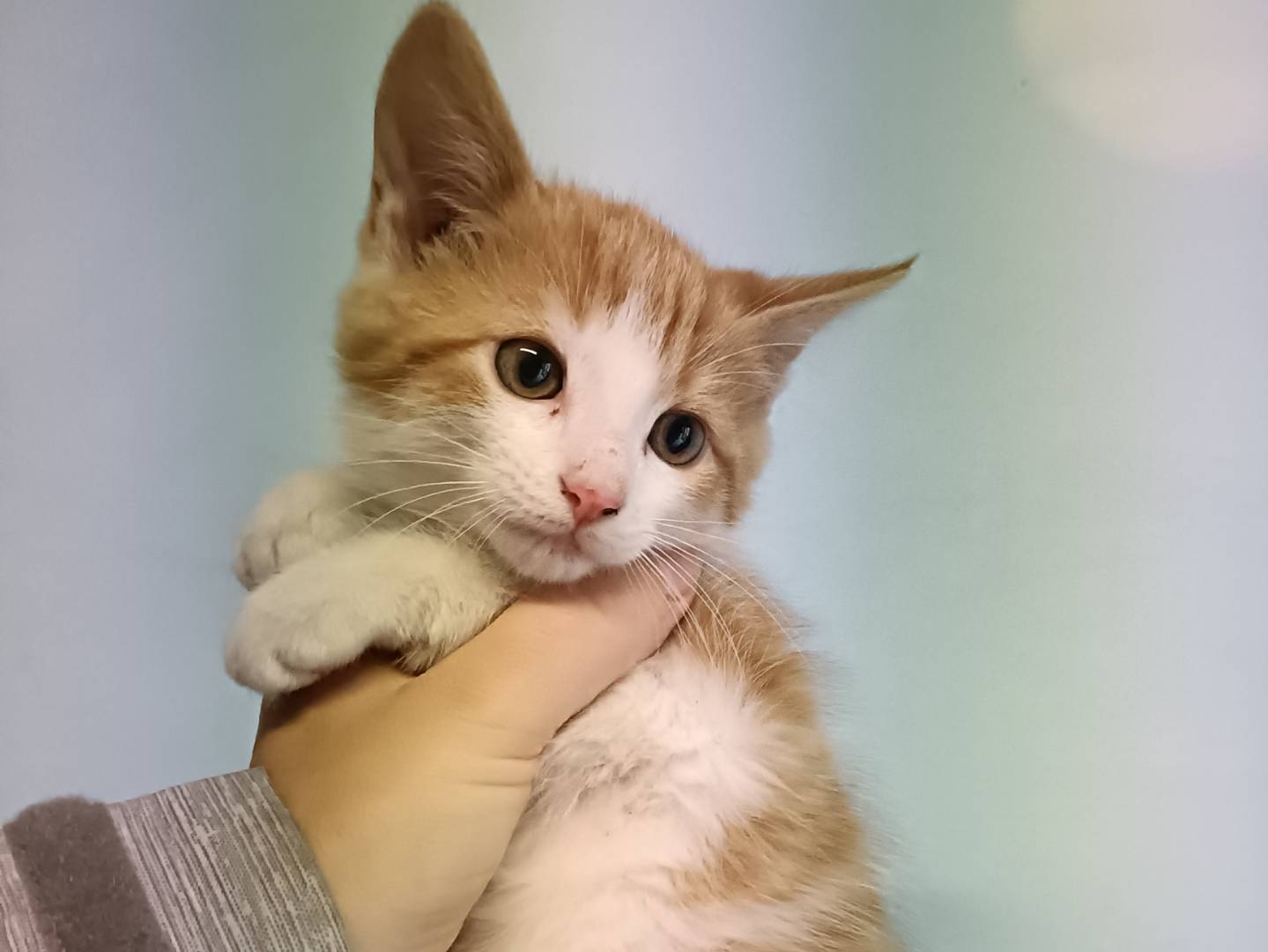 Adotta un gatto, maschio, 3 mesi, Asti