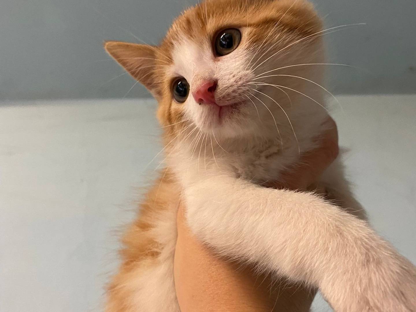 Adotta un gatto, taglia non valida, maschio, Asti