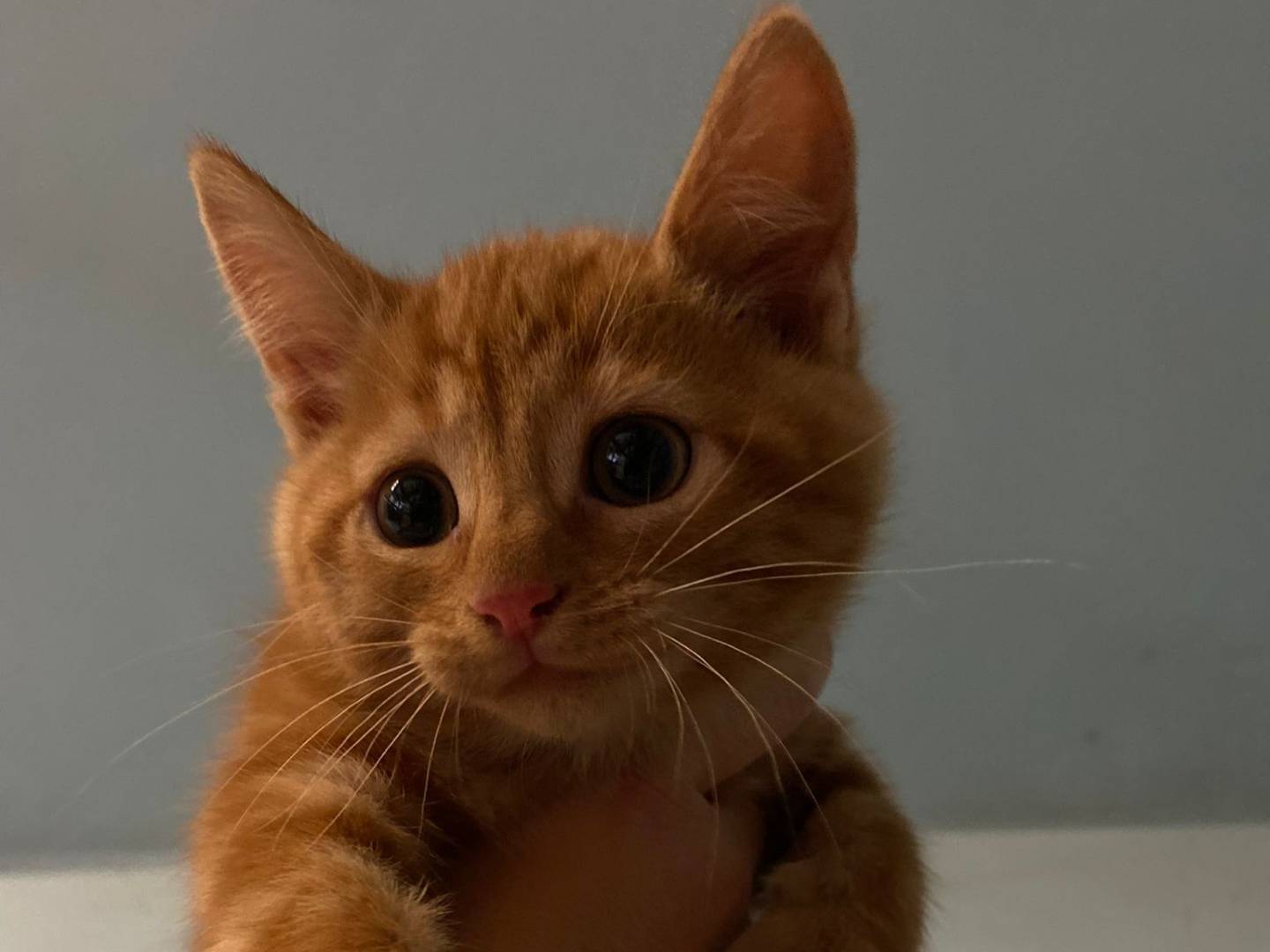 Adozione gatto, maschio, Razza sconosciuta Razza sconosciuta, 3 mesi, taglia non valida, Asti