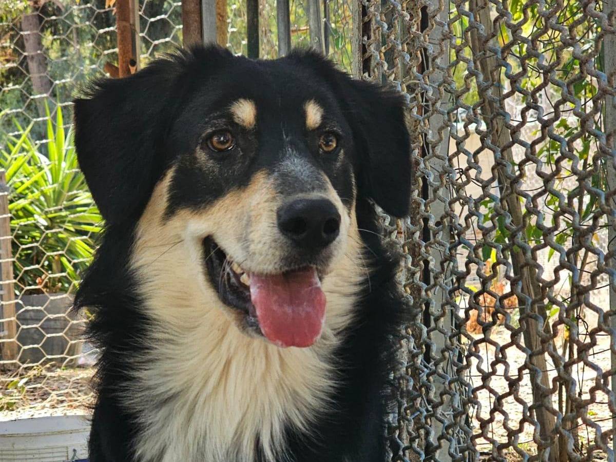 Adozione cane, maschio, Razza sconosciuta Razza sconosciuta, 9 mesi, taglia grande, Crotone