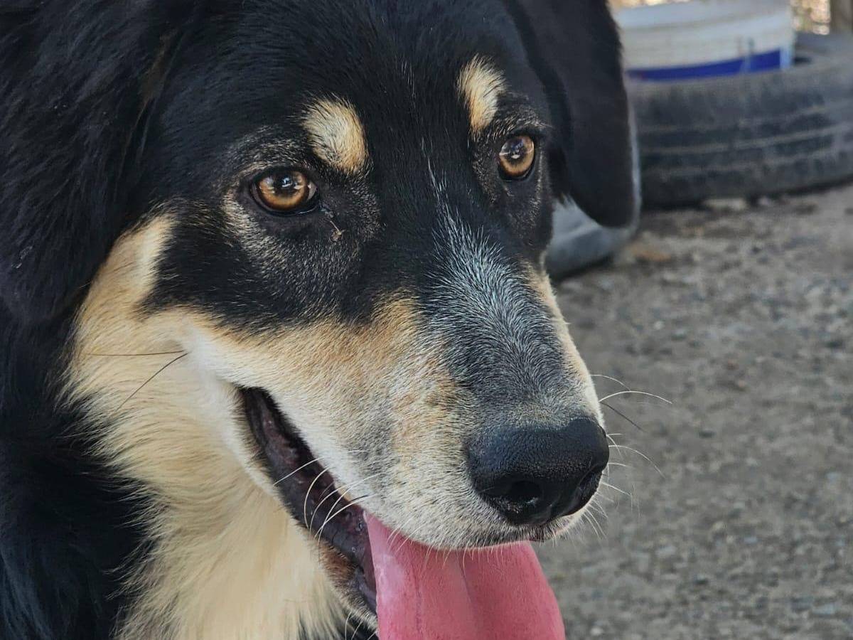 Adotta un cane, maschio, 9 mesi, Crotone