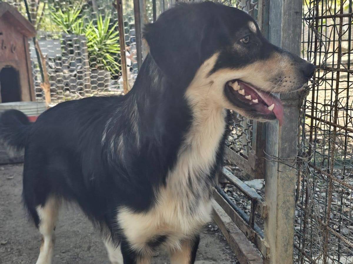 Vuoi adottare un cane a Crotone?