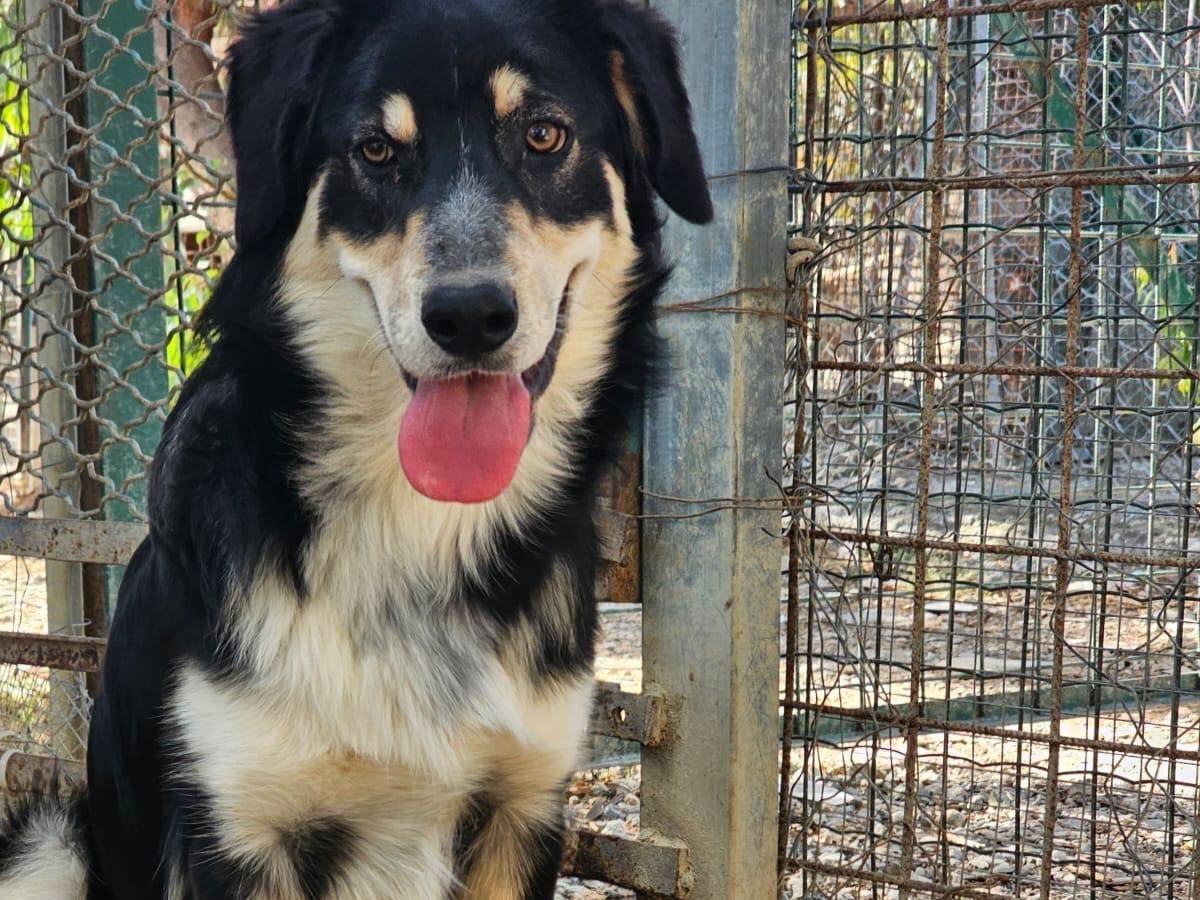 Adotta il cane ASTRO  a Crotone