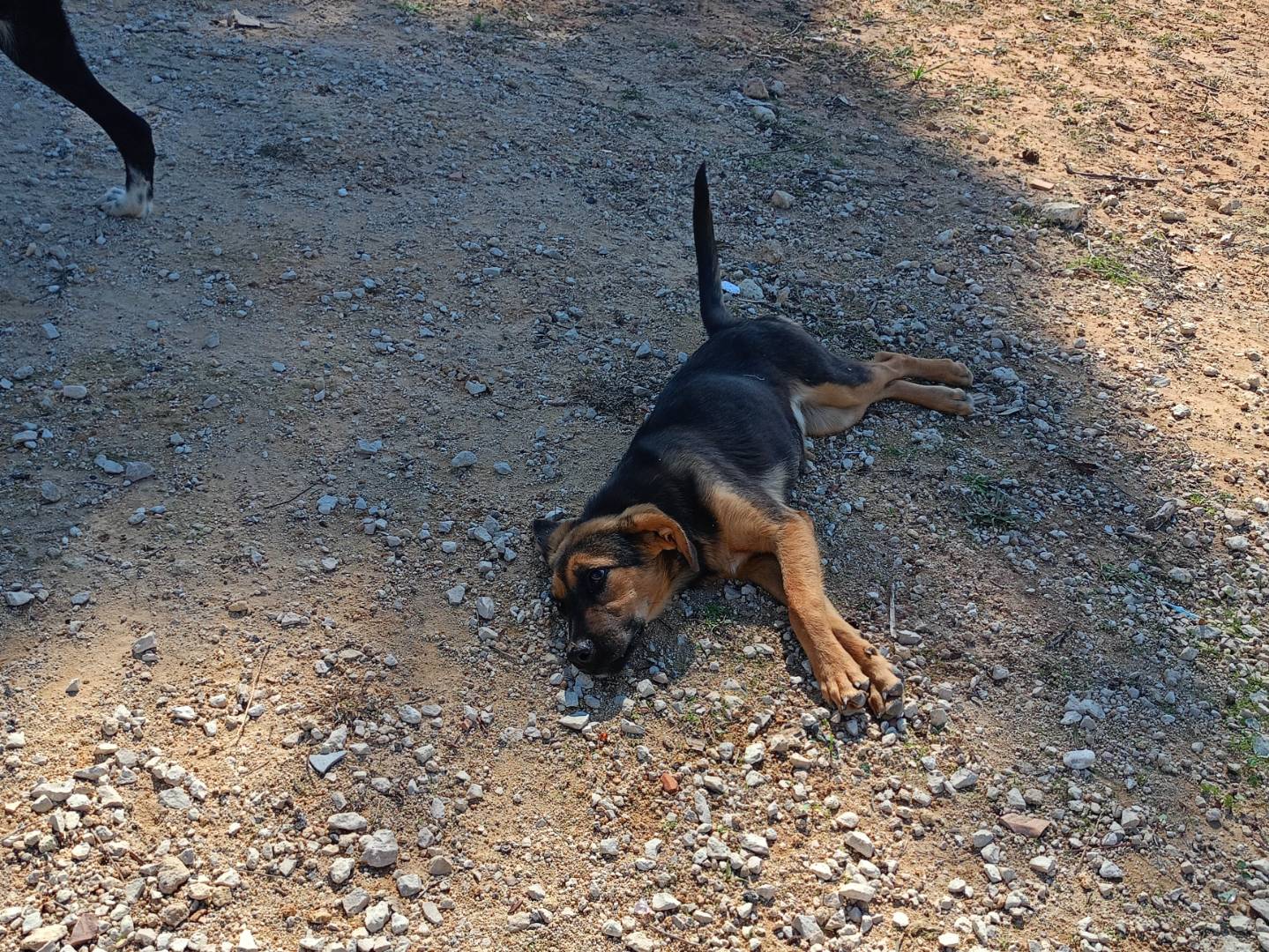 Adotta un cane, femmina, 7 mesi, Ragusa