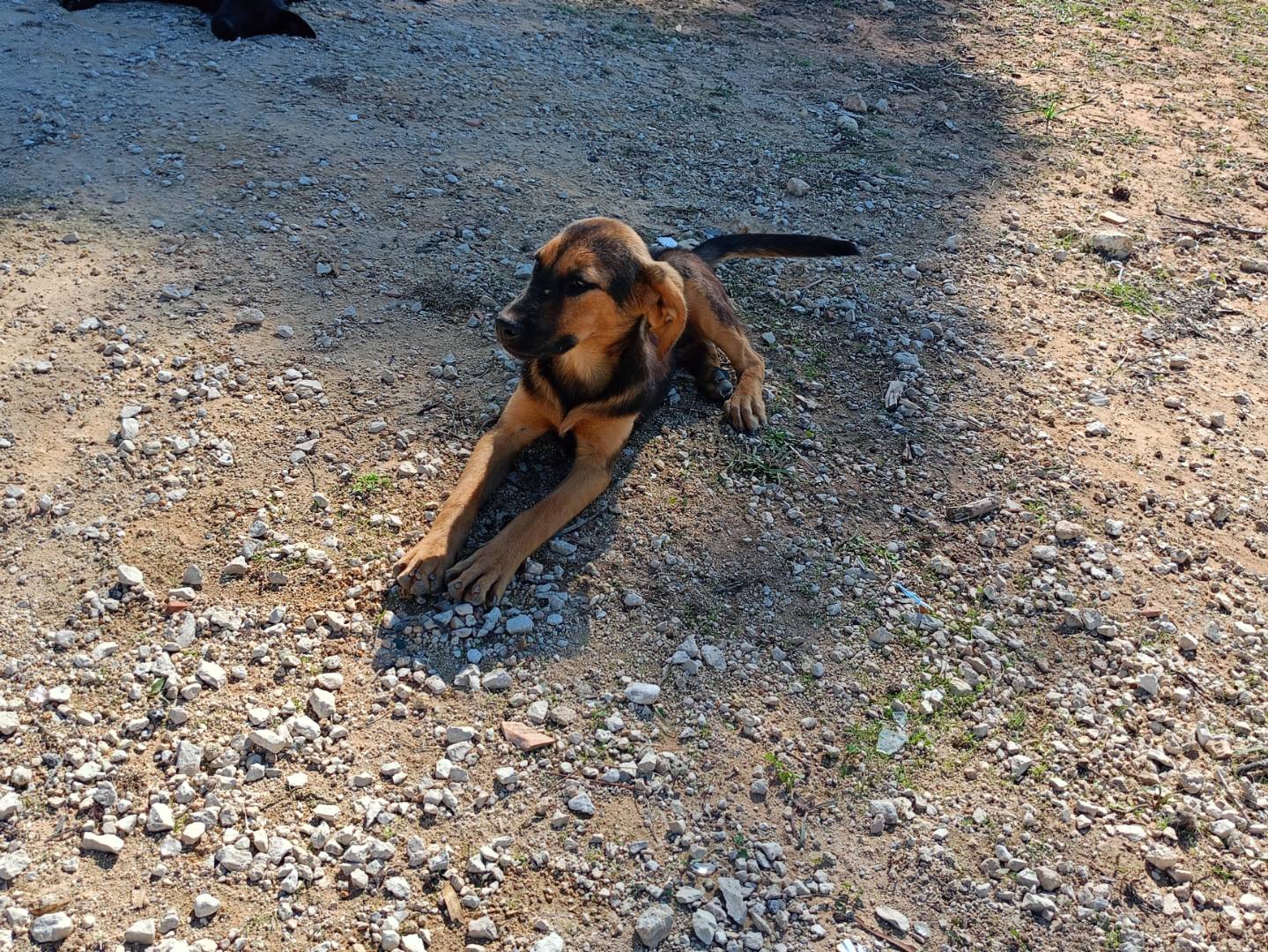 Adotta un cane, taglia media contenuta, femmina, Ragusa