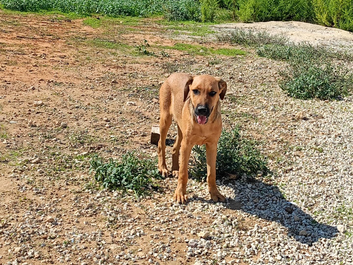 Adozione cane, femmina, Razza sconosciuta Razza sconosciuta, 6 mesi, taglia media, Ragusa