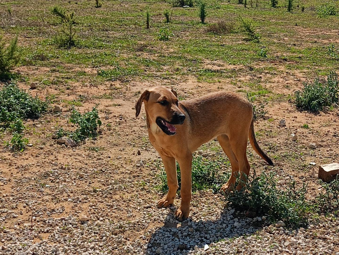 Adotta un cane, femmina, 6 mesi, Ragusa