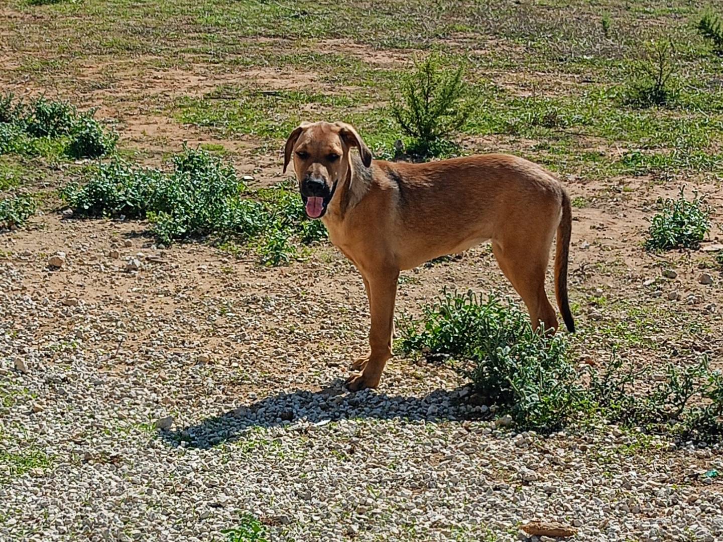 Adotta un cane, taglia media, femmina, Ragusa