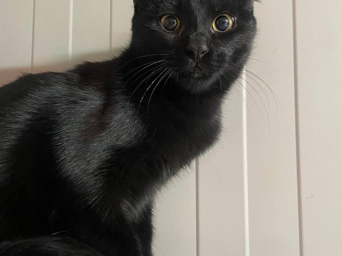 Adozione gatto, femmina, Razza sconosciuta Razza sconosciuta, 4 mesi, taglia non valida, Terni