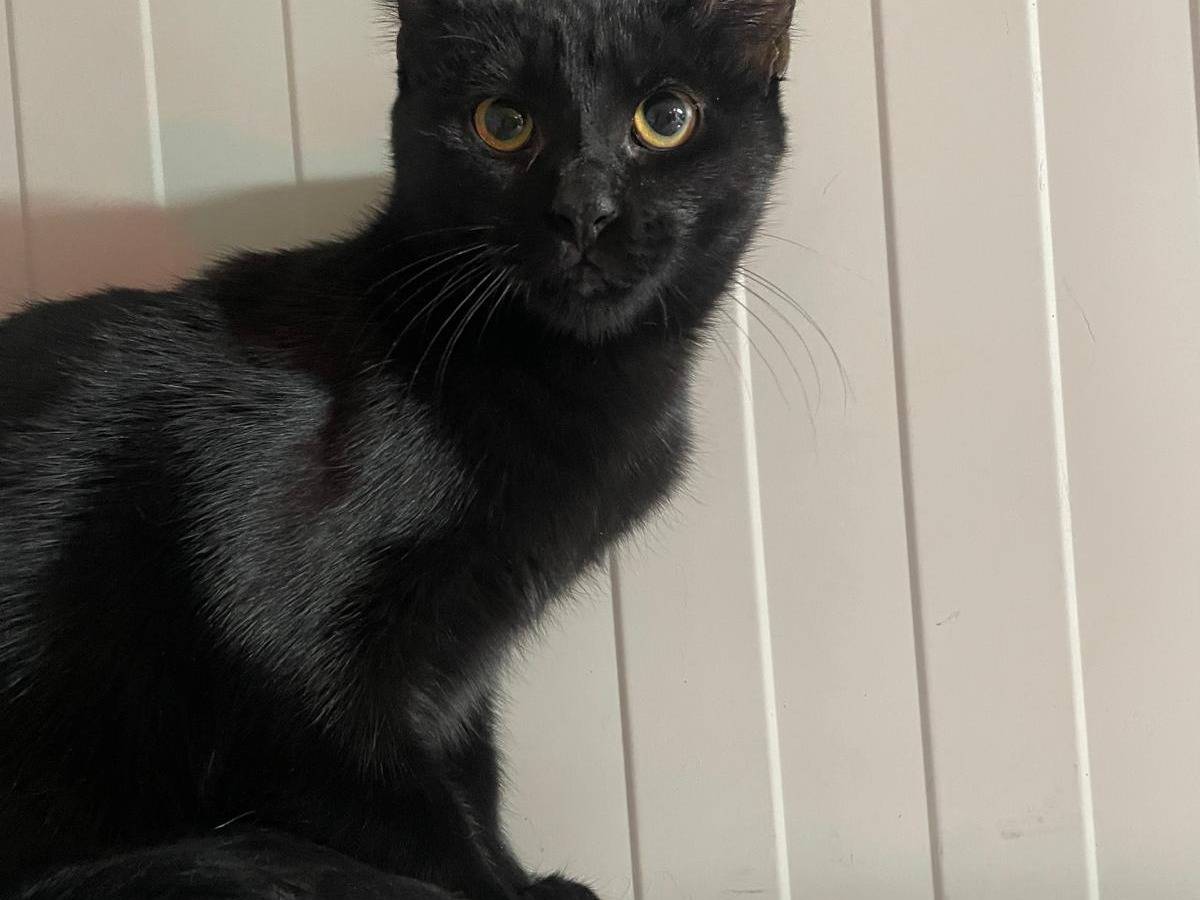 Adotta un gatto, femmina, 4 mesi, Terni