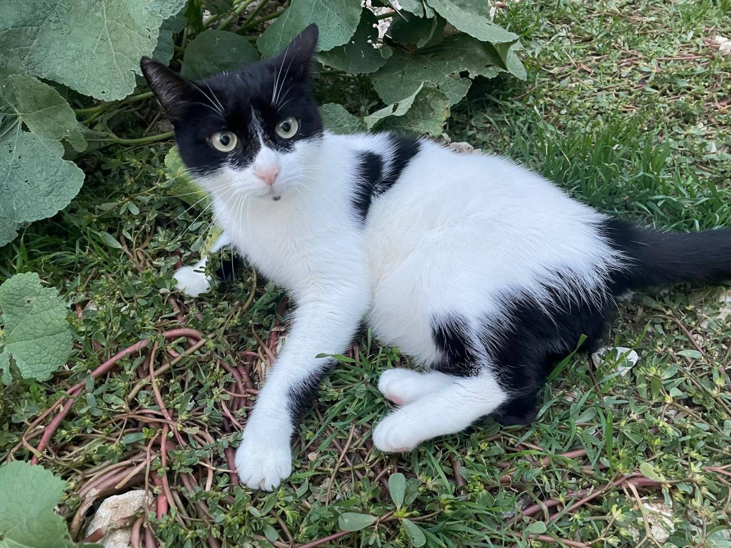 Adozione gatto, femmina, Razza sconosciuta Razza sconosciuta, 5 anni e 4 mesi, taglia non valida, Terni