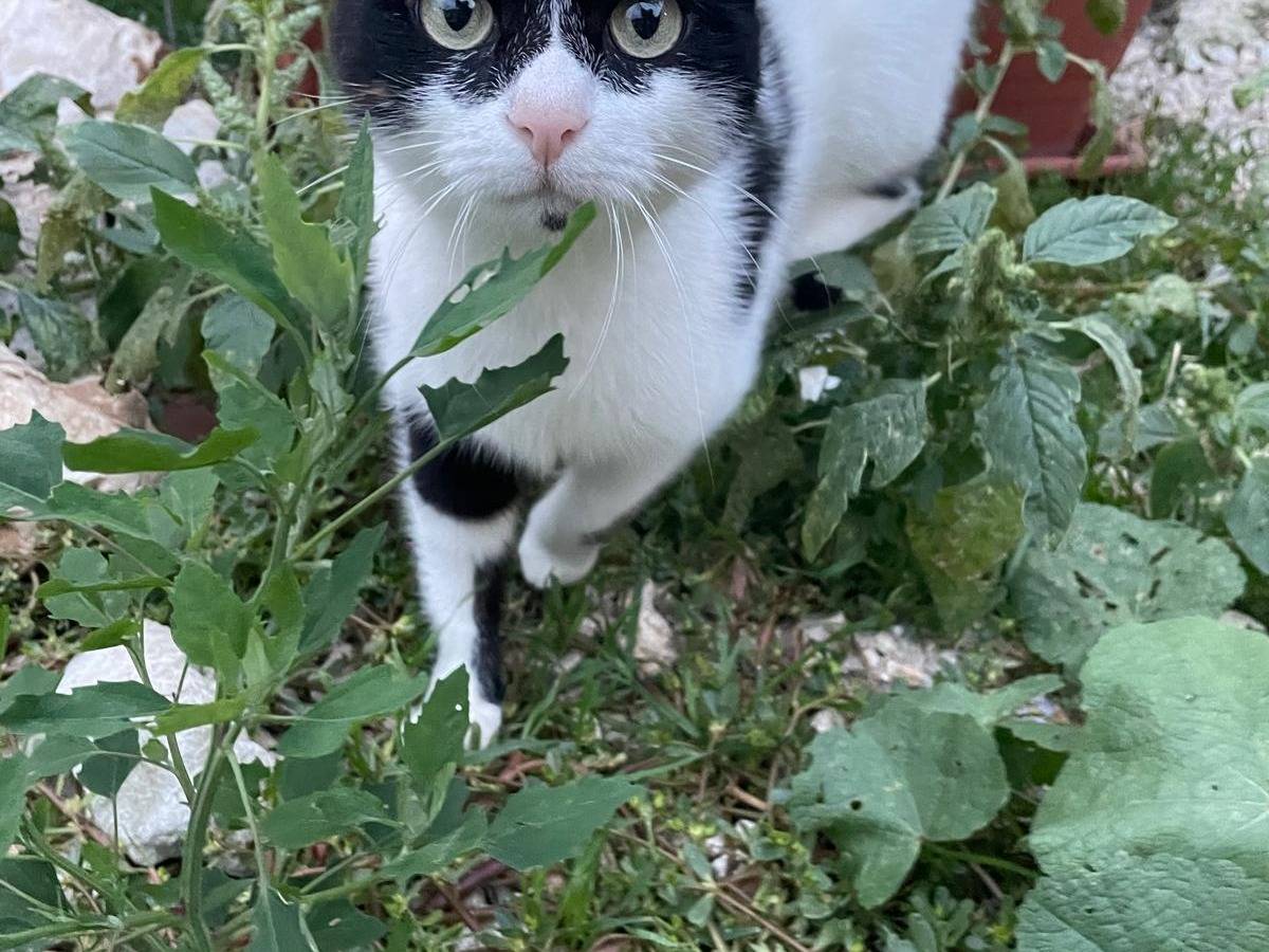 Adotta il gatto Carolina a Terni