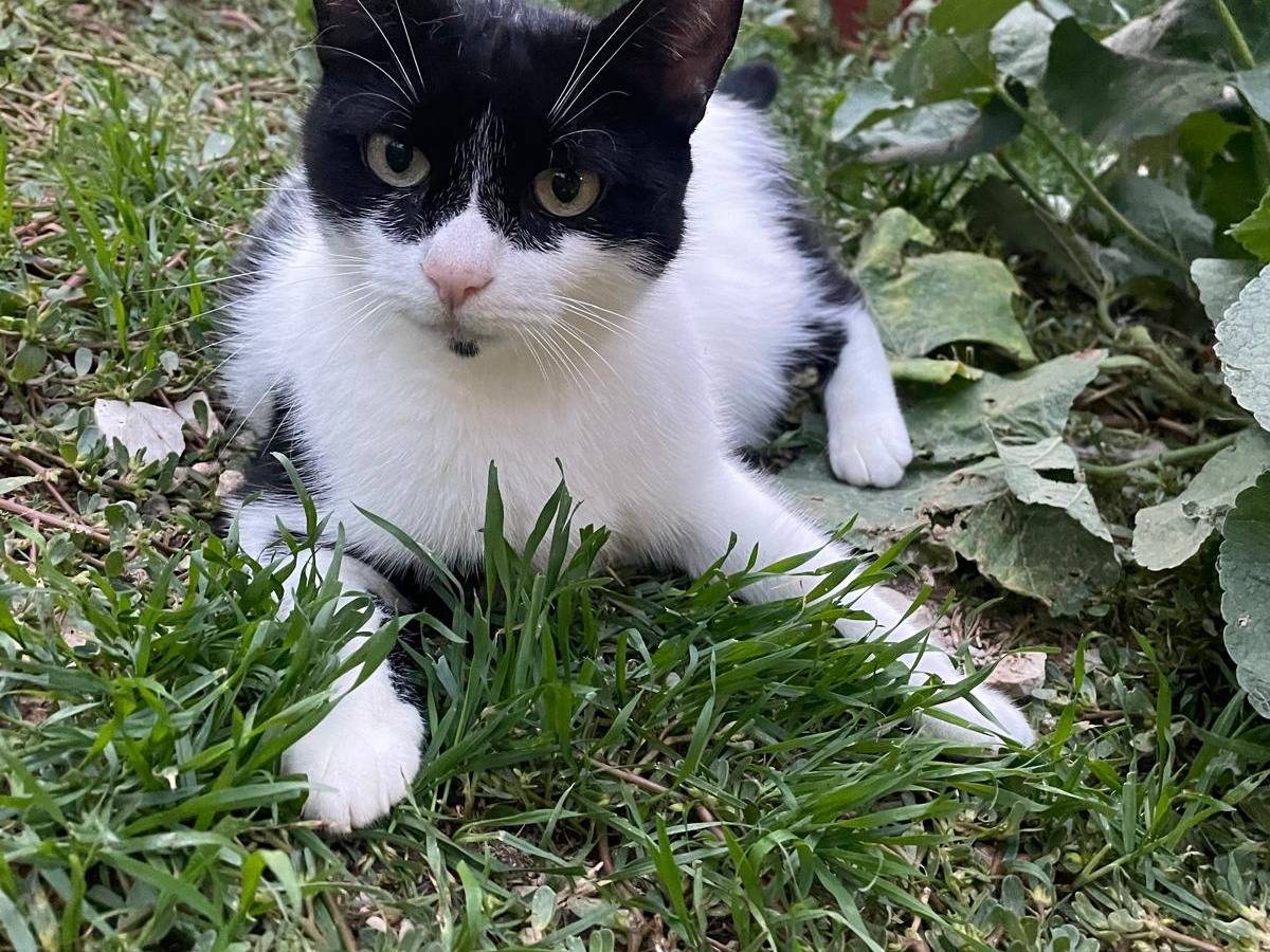Adotta un gatto, taglia non valida, femmina, Terni