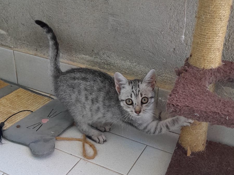 Adozione gatto, femmina, Razza sconosciuta Razza sconosciuta, 3 mesi, taglia non valida, Torino