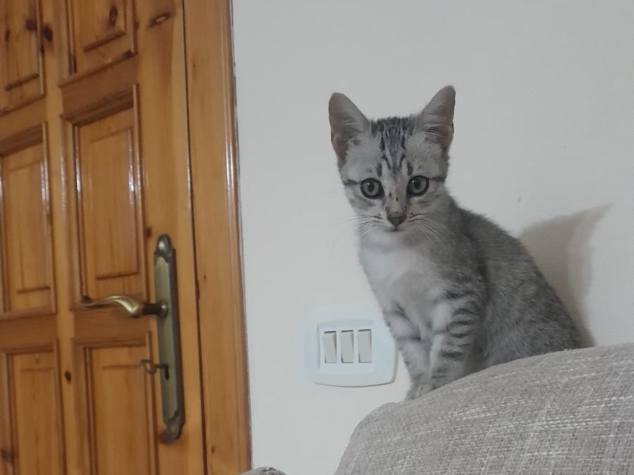 Adotta un gatto, femmina, 3 mesi, Torino